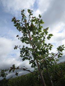 Autumn Blaze Maple
