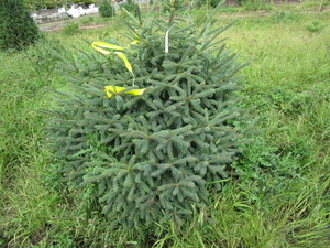 Black Hills Spruce