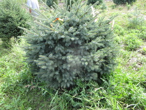 Black Hills Spruce