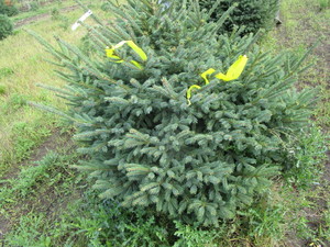 Black Hills Spruce