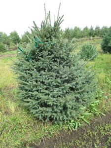 Black Hills Spruce