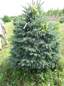 Black Hills Spruce