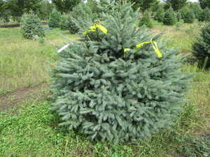 Black Hills Spruce