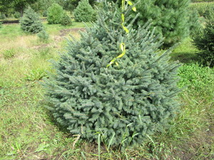 Black Hills Spruce