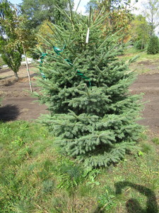 Black Hills Spruce