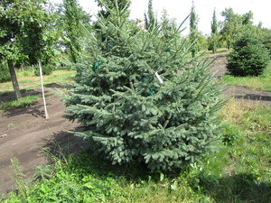Black Hills Spruce