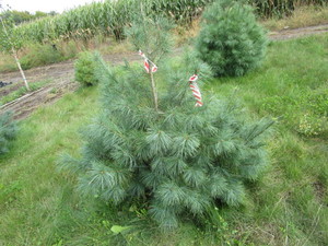 White Pine