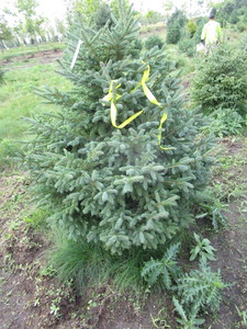 Black Hills Spruce