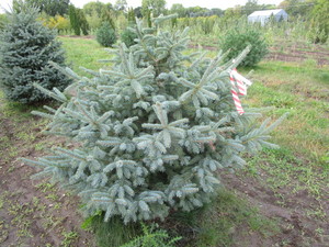 Black Hills Spruce