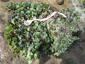 Ajuga