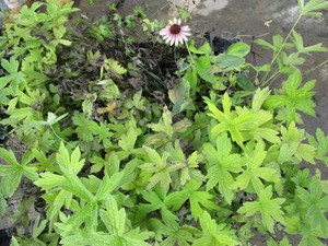 Anemone