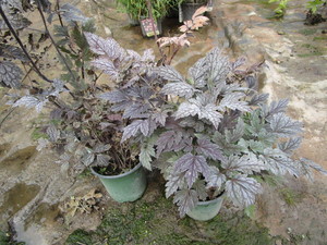 Snakeroot