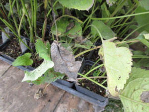 Big Leaf Aster