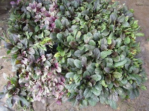 Ajuga