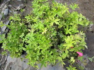 Anemone