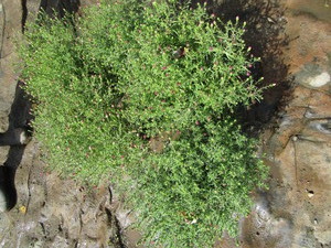 Woods Pink Aster