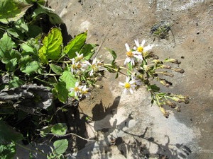 Big Leaf Aster