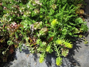 Sedum