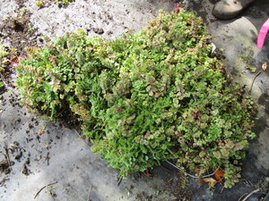 Sedum, Succulents