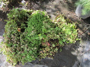 Sedum