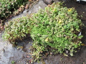 Sedum