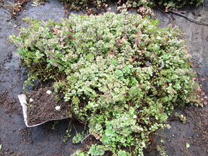 Sedum