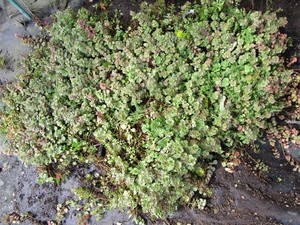 Sedum