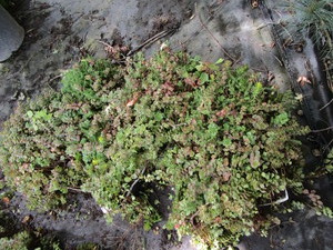 Sedum