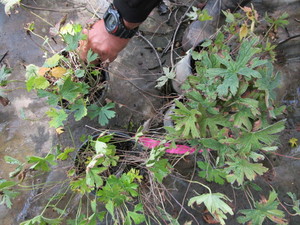 Wild Geranium