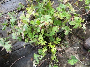 Wild Geranium