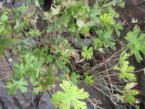Wild Geranium