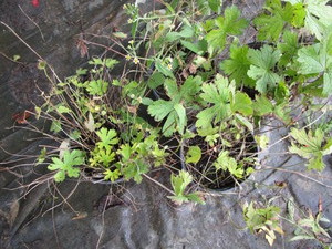 Wild Geranium