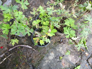 Wild Geranium