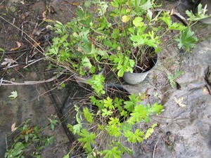 Wild Geranium