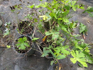 Wild Geranium