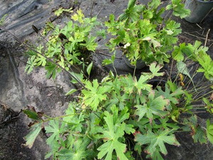 Wild Geranium