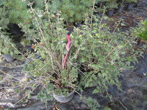 Alpine Currant