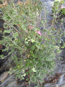 Alpine Currant