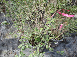 Alpine Currant
