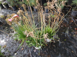 Allium