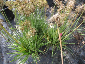 Allium