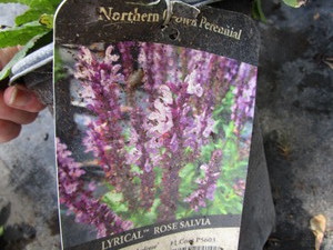 Salvia