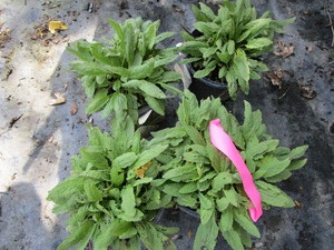 Salvia