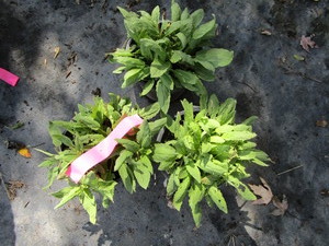 Salvia