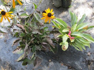Hosta, Rudbeckia