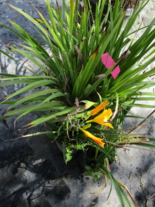 Daylilies