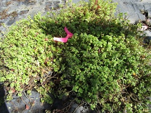 Sedum