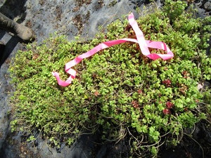 Sedum