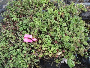 Sedum