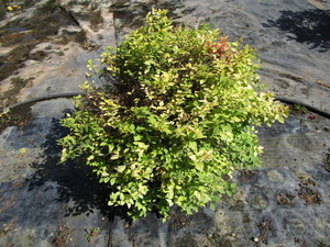 Spirea
